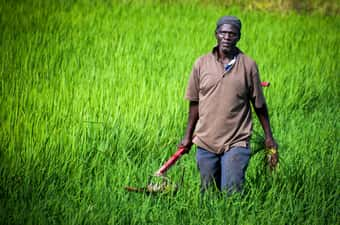 Feeding Africa